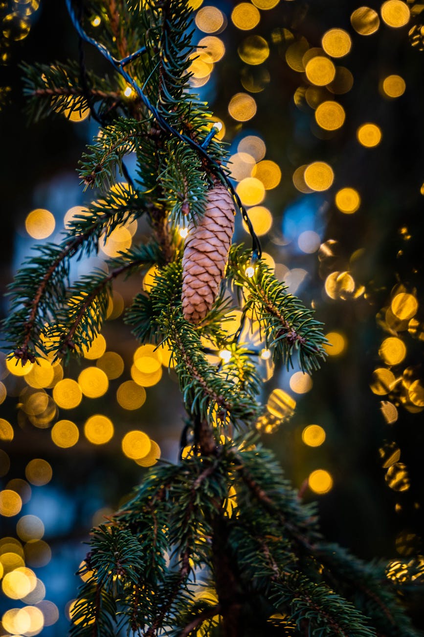 evergreen branch with festive bokeh lights